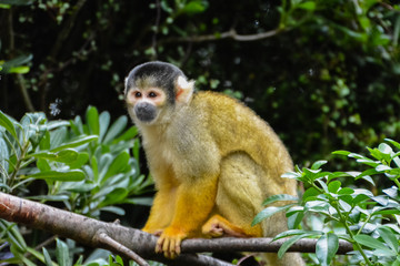 One squirrel monkey (Saimiri sciureus) on the branch of a tree looking to the side.