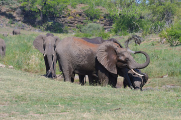 Elefantenherde beim Trinken Krüger Nationalpark Südafrika