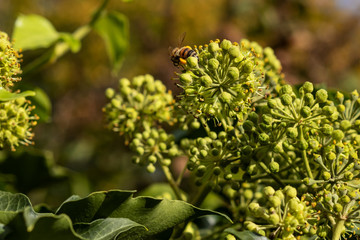 Blühender Efeu mit Biene