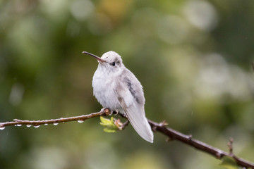 Rare Leucistic Magnificent Hummingbird Eugenes spectabilis