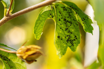 Schwarze Blattläuse auf einem Blatt