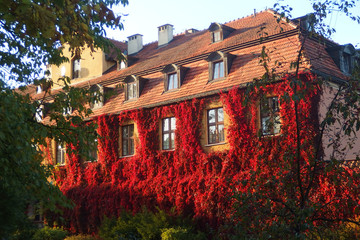 Polska, Gdańsk - czerwony bluszcz porastający ścianę domu w Parku Oliwskim - winobluszcz,...
