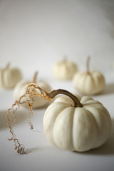 White Pumpkins against a white background, Modern Harvest Concept with Copy Space - Halloween and Thanksgiving Decorations, Chic Minimalist