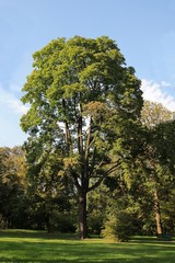 huge,high ash tree in park