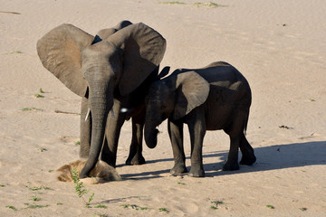Elefant mit Baby im Sand Krüger National Park Südafrika