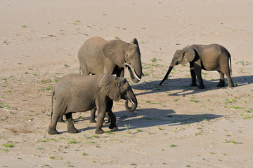 Elefanten im Sand Krüger National Park Südafrika