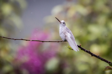 Rare Leucistic Magnificent Hummingbird Eugenes spectabilis
