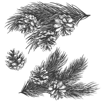 pine cones on branch collection hand drawn vector illustration realistic sketch