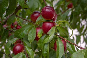 Prunus persica nucipersica tree branches full of red fruits, ripening smooth skin peaches on the...