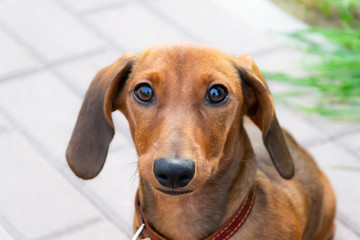 Miniature dachshund puppy with its owner. A young energetic dog is running around for a walk. Execution of commands in a game form