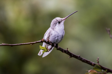 Fototapeta na wymiar Rare Leucistic Magnificent Hummingbird Eugenes spectabilis