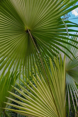 View up at the lines radiating out from the center of green fan palm with blue sky in the background and another frond below