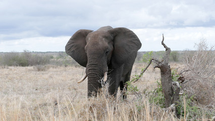 Elefant Krüger National Park Südafrika
