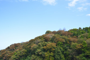 Fototapeta na wymiar 紅葉の山