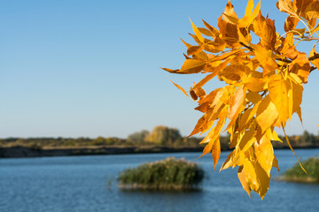 Yellow autumn leaves close-up against the background of the river and the sky.