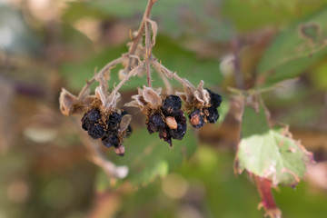 grapes dried on a branch for design background blurred