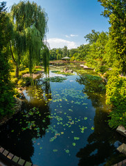 Pond in Japanese garden at summer time