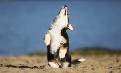welsh corgi puppy on the beach
