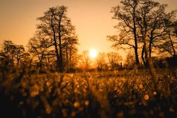 Foto auf Acrylglas Artz Blattlose bäume beim Sonnenaufgang auf einer Wiese  © Frederik Sowicki