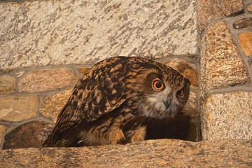 A young Eurasian eagle-owl (Bubo bubo) -- one of the largest species of owl -- looking down in a crouching posture from a stone shelf.
