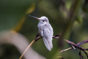Rare Leucistic Magnificent Hummingbird Eugenes spectabilis