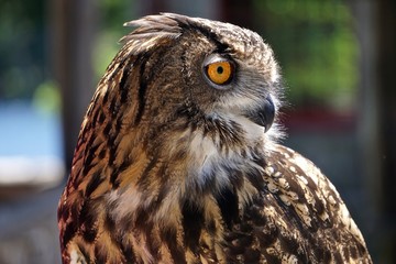 Close-up of a young Eurasian eagle-owl (Bubo bubo) -- one of the largest species of owl.