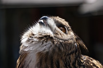 Close-up of a young Eurasian eagle-owl (Bubo bubo) -- one of the largest species of owl -- in profile, looking up to the sky.