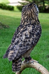 The back of a young Eurasian eagle-owl (Bubo bubo) -- one of the largest species of owl -- perched on a rope with a green lawn in the background.