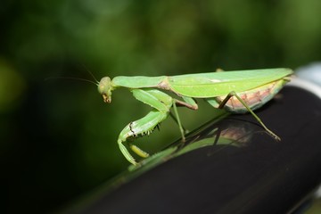 Hierodula patellifera(female) / Indo-Pacific mantis