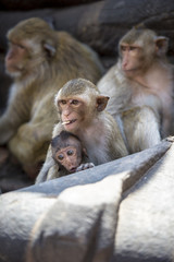 Monkeys with child
