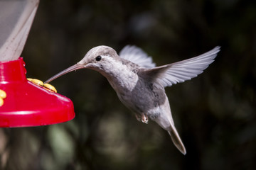 Rare Leucistic Magnificent Hummingbird Eugenes spectabilis