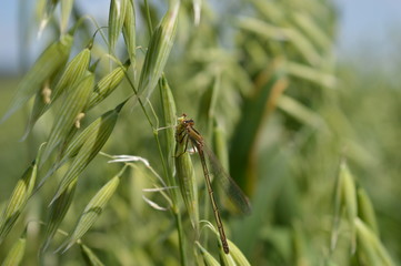 Dragonfly eating an insect on the oat panicle