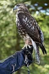 Profile portrait of a red-tailed hawk (Buteo jamaicensis) -- also known as the “chickenhawk.”