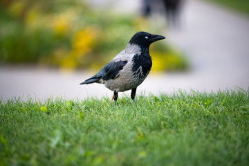 Hooded European Crow flying through Belvedere park in Austria Vienna