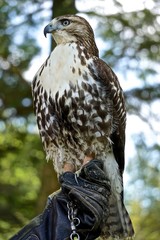 Profile portrait of a red-tailed hawk (Buteo jamaicensis) -- also known as the “chickenhawk.”