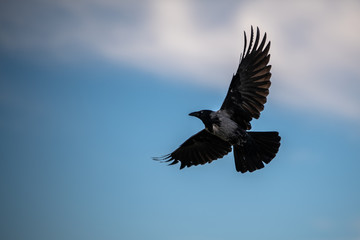 Hooded European Crow flying through Belvedere park in Austria Vienna