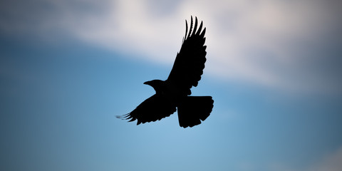 Fototapeta na wymiar Hooded European Crow flying through Belvedere park in Austria Vienna