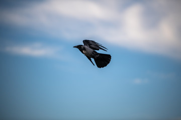 Hooded European Crow flying through Belvedere park in Austria Vienna