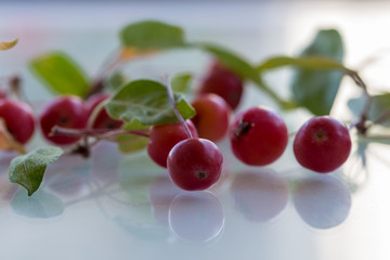 wild tiny apples are waiting to be jam on a white background