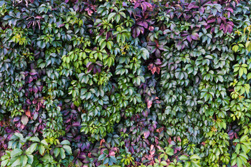 Autumn background photo of ivy leaves wall