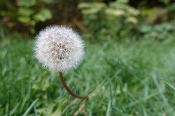 A dandelion puff  standing tall in the grass on a summer day.