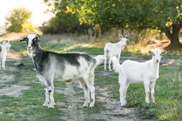 Fototapeta premium Domestic goats graze in the meadow near the road in the evening in the autumn.