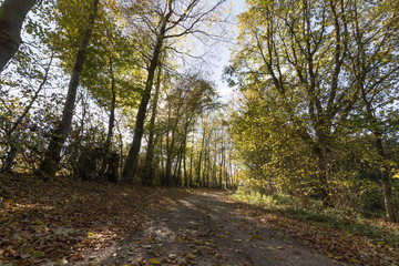 Wanderweg in der Eifel im Herbst bei fallendem Laub