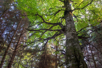 trees in the woods