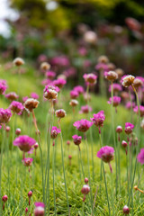 Flowers in a field shllow depth of field