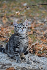 Obraz premium Katze spielt