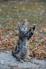 Obraz premium Katze spielt