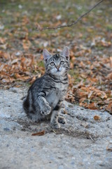 Katzenkind spielt