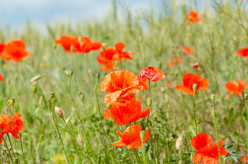 Field of red poppy flowers and green grass