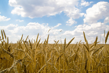 Golden wheat field with blue sky in background. Golden wheat field and sunny day